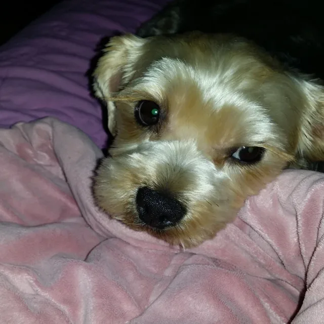 둥이
