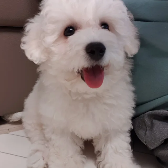 레쓰비몽