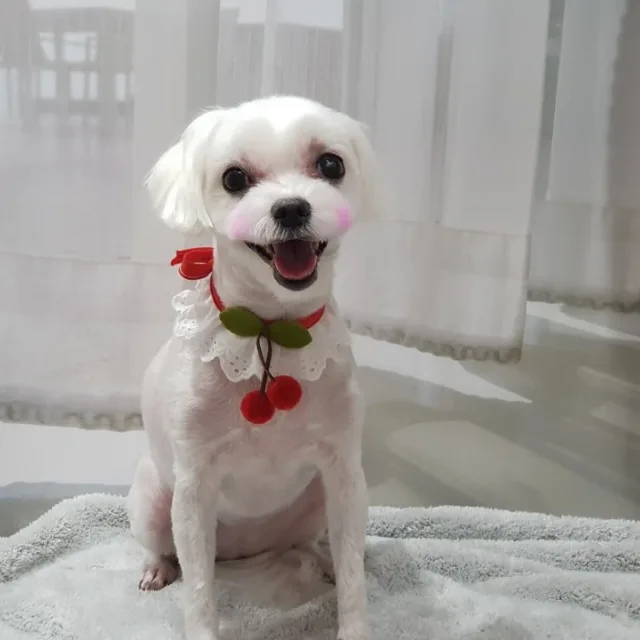 판다고양이