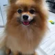 토리아빠