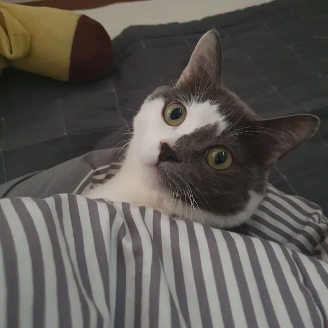 옥탑이