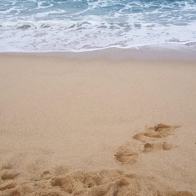 산드로