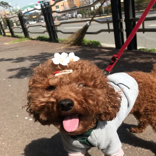 카누