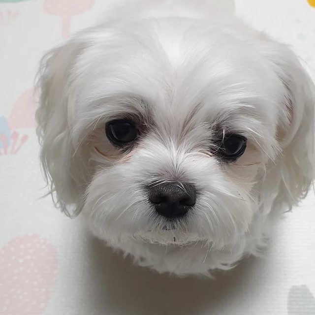 귤이