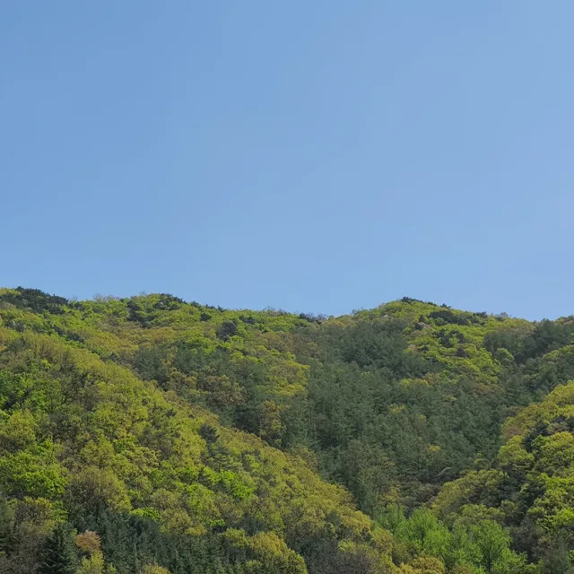 은이파파