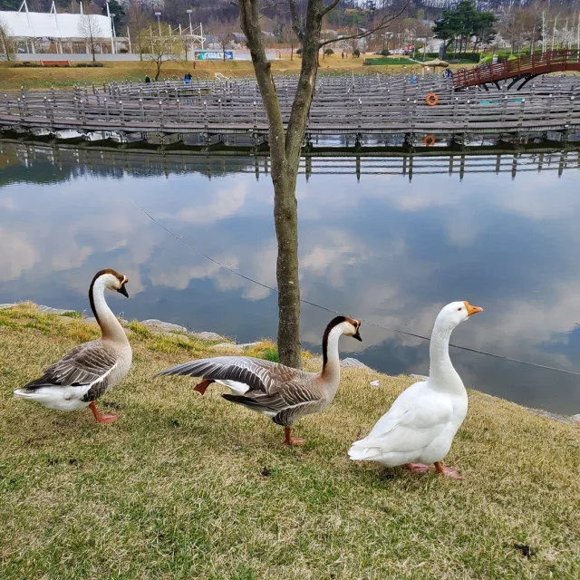 타루