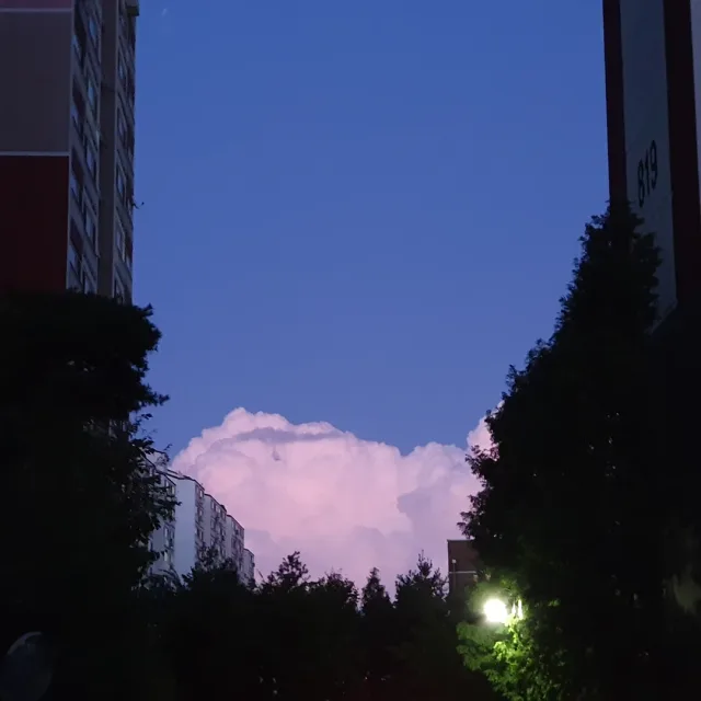 해바라기