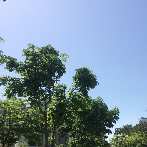 아포르뚜나다