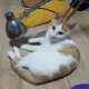 오이
