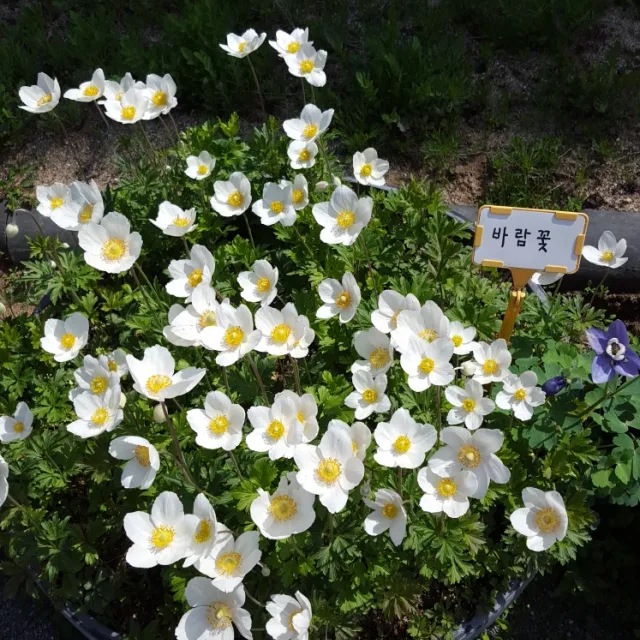 감자