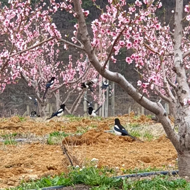 개나리