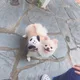 조구름