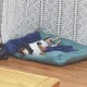 허리긴닥스훈트