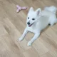 구름이