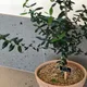달떵이푸우