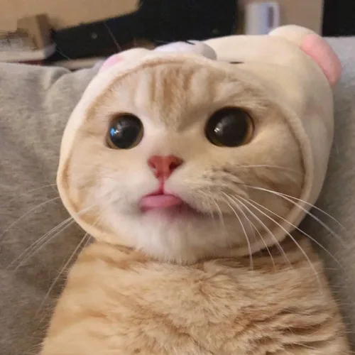 몽샴