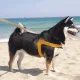 김또또