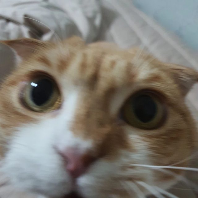 ๋ค์