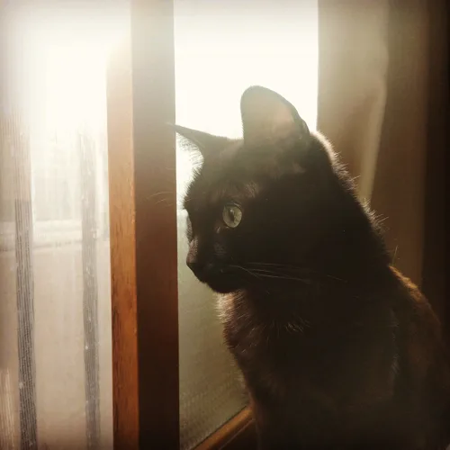 profile