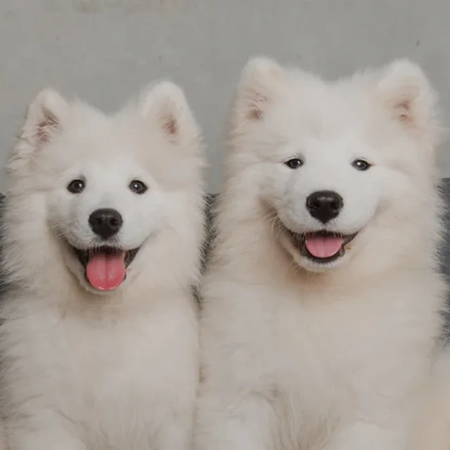 초록당근