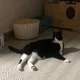 레오