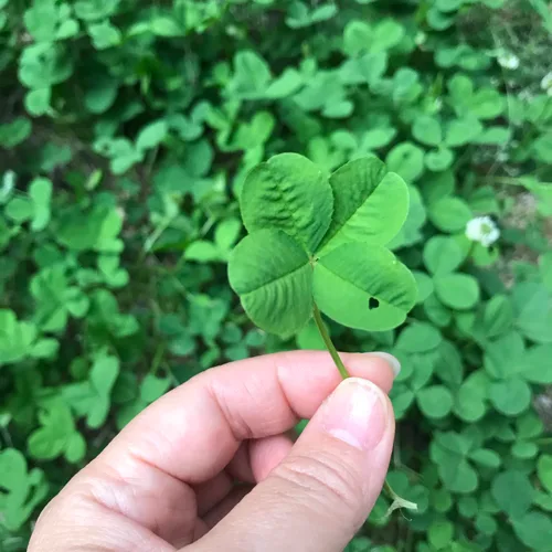 신여사