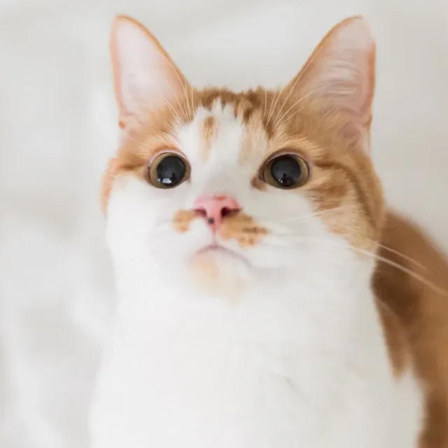 토리마켓
