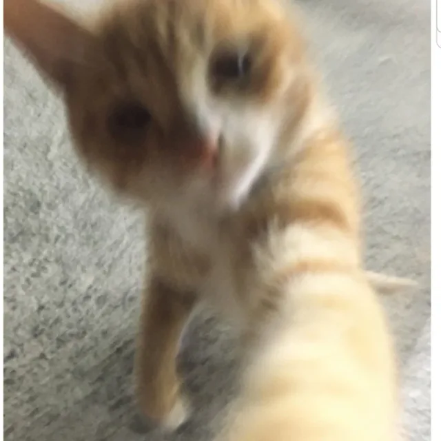 다람쥐깃털