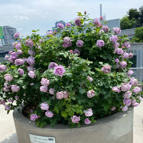 뿌까