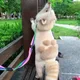 라쿠운