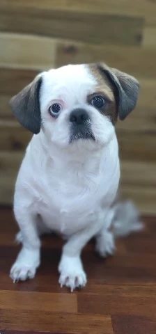 냥발