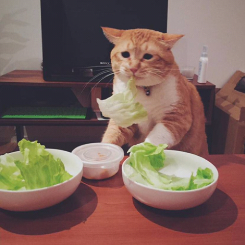 롱롱토로