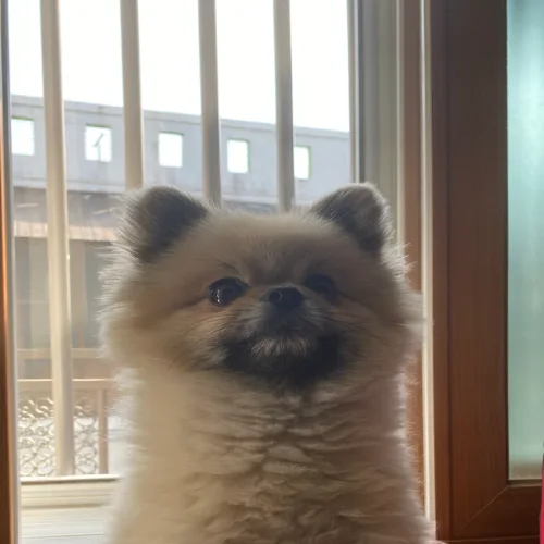 네롱