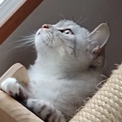 레임쓰