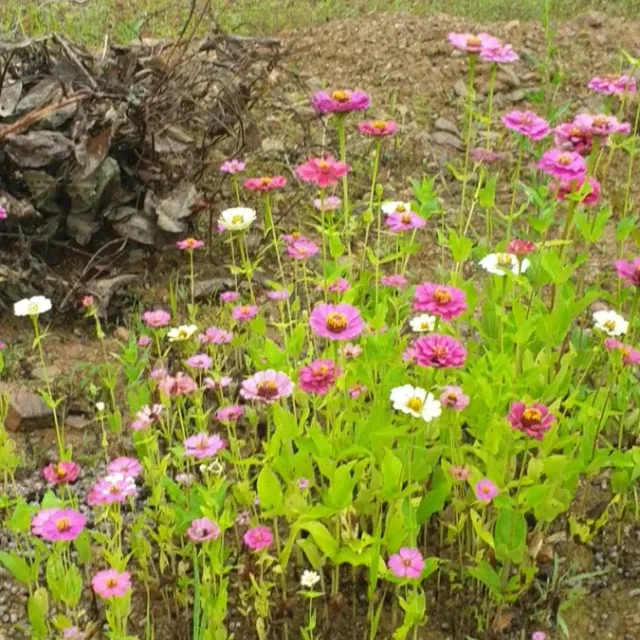 맹추57