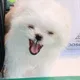 아지