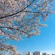 유후