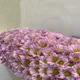 보타닉