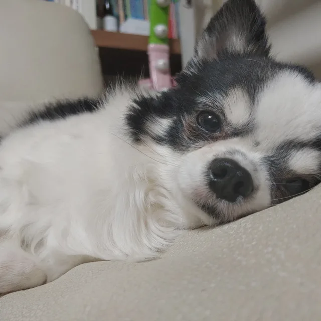 겨울나무
