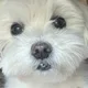 옥똘흑돌