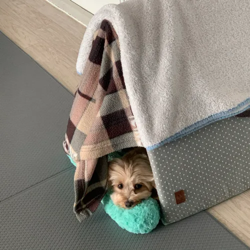 유월이온니