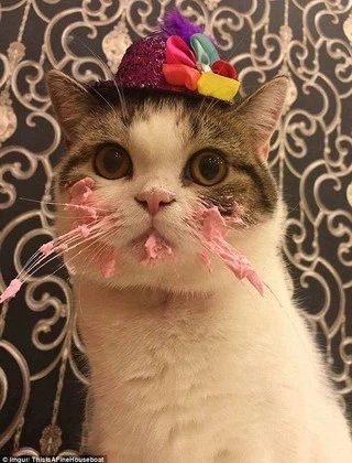 야옹하는고양이