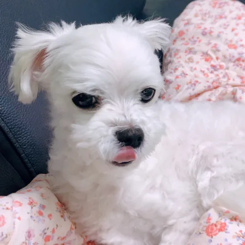 짤랑누나