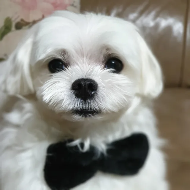 마루
