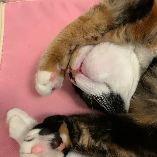 냥냥