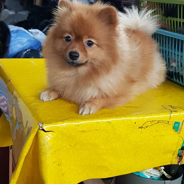 재재