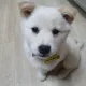 히릿
