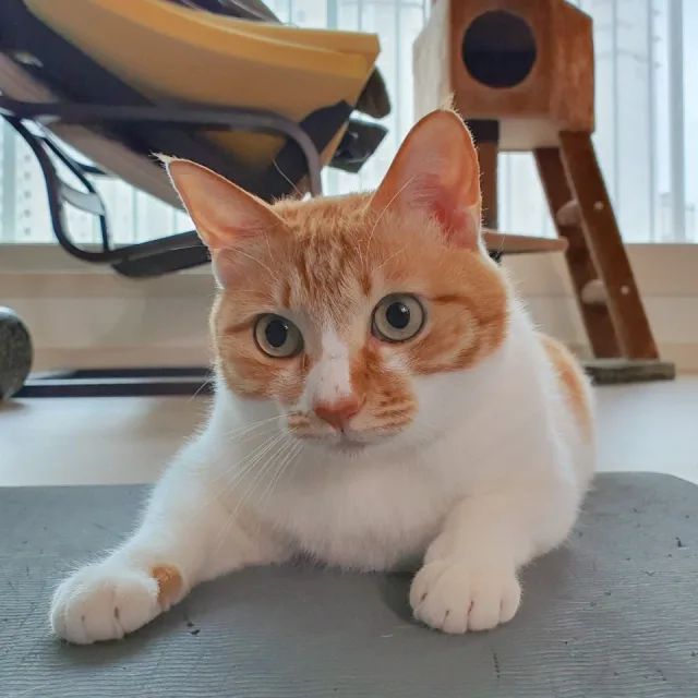 김필호