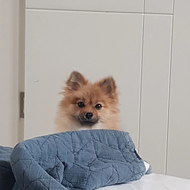 sparta