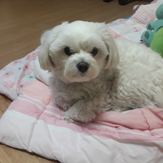 자몽소주